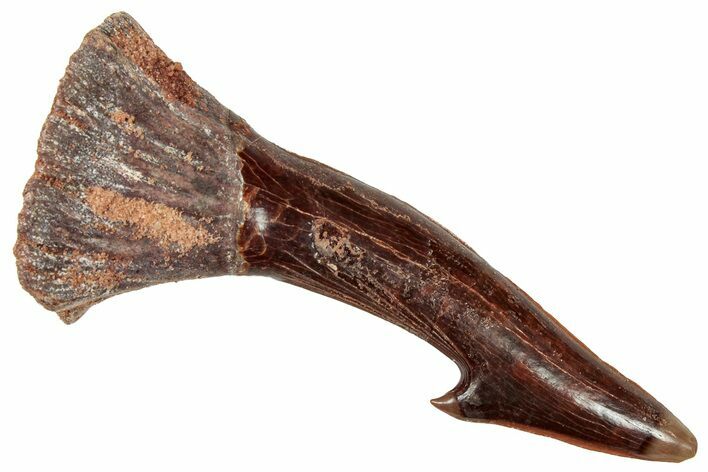 Fossil Sawfish (Onchopristis) Rostral Barb - Morocco #322840